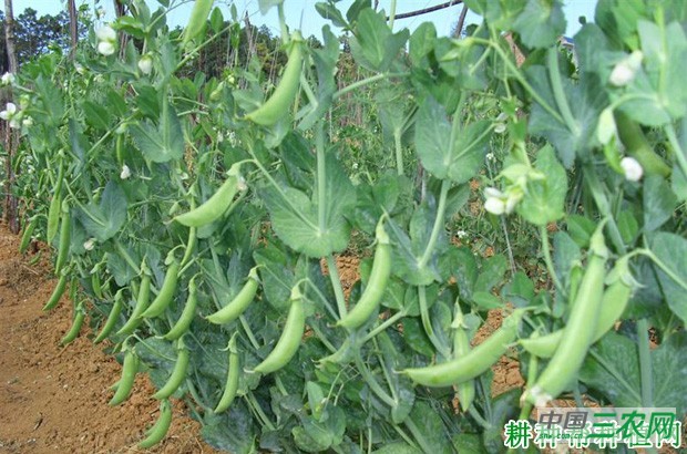 豌豆（荷兰豆）的产地是哪里？