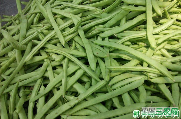 四季豆（菜豆）为什么为什么过早老化？