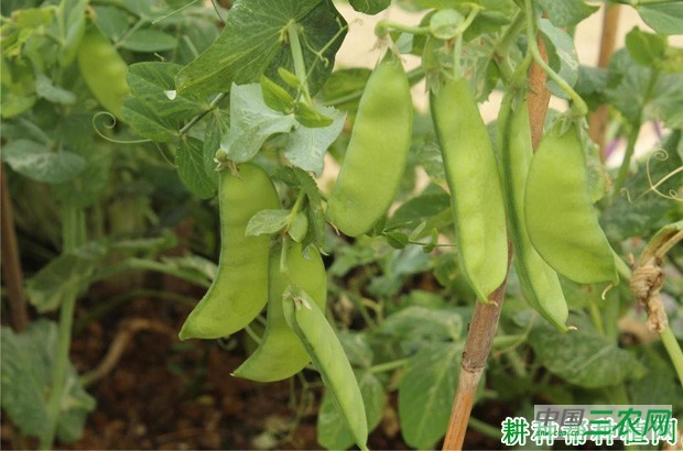 吃豌豆（荷兰豆）有什么好处？