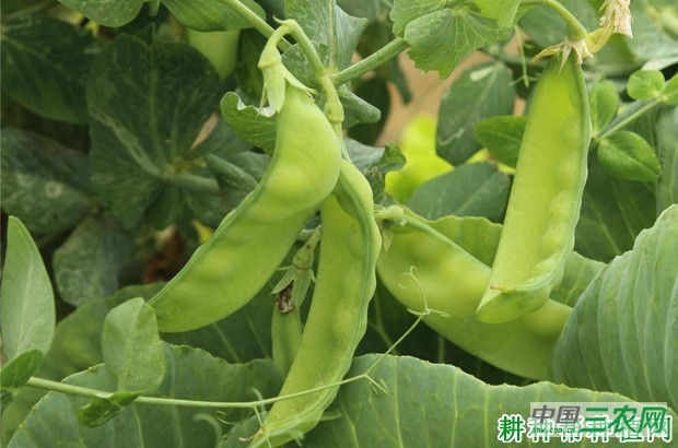 吃豌豆（荷兰豆）有什么好处？