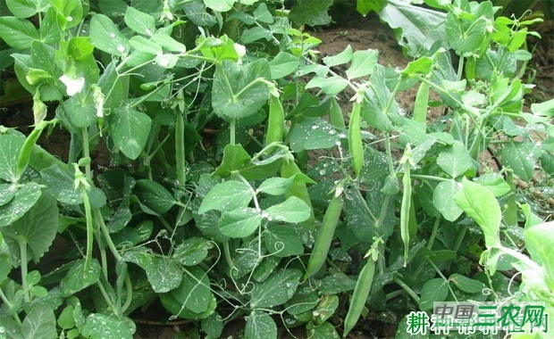 豌豆(荷兰豆)什么时候种植? 豌豆(荷兰豆)什么时候种植?