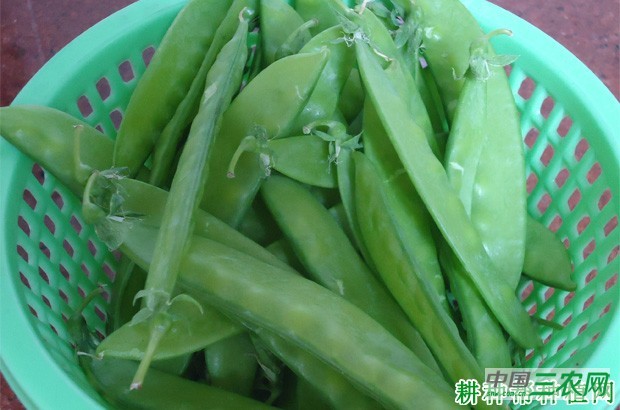 吃豌豆（荷兰豆）有什么好处？