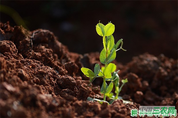怎么样的环境适宜种植豌豆（荷兰豆）？