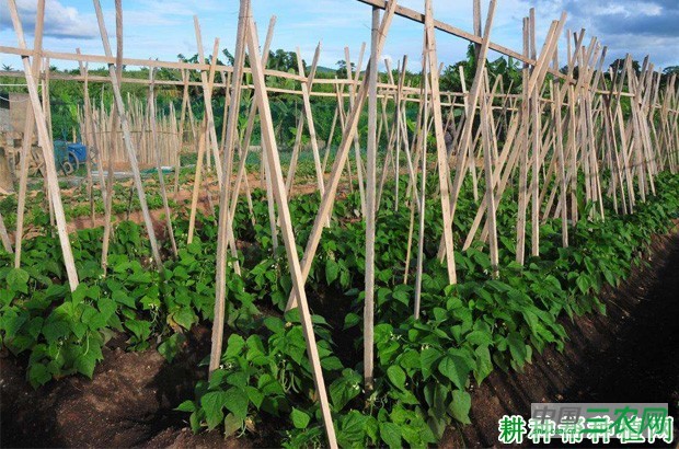 四季豆（菜豆）为什么要摘心？