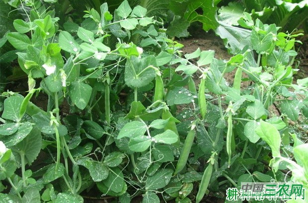 豌豆有哪些功效与作用？