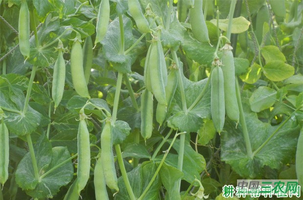 豌豆有哪些功效与作用？