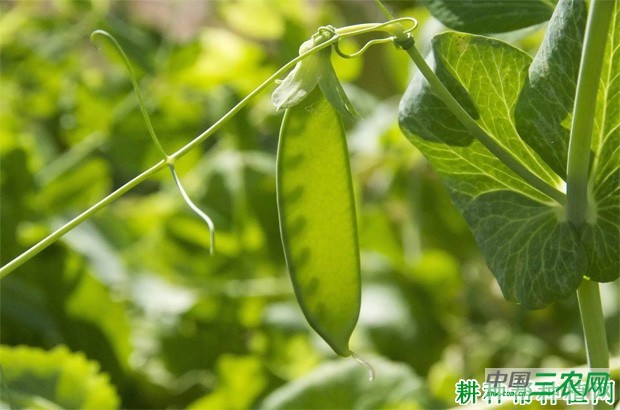 豌豆有哪些功效与作用？