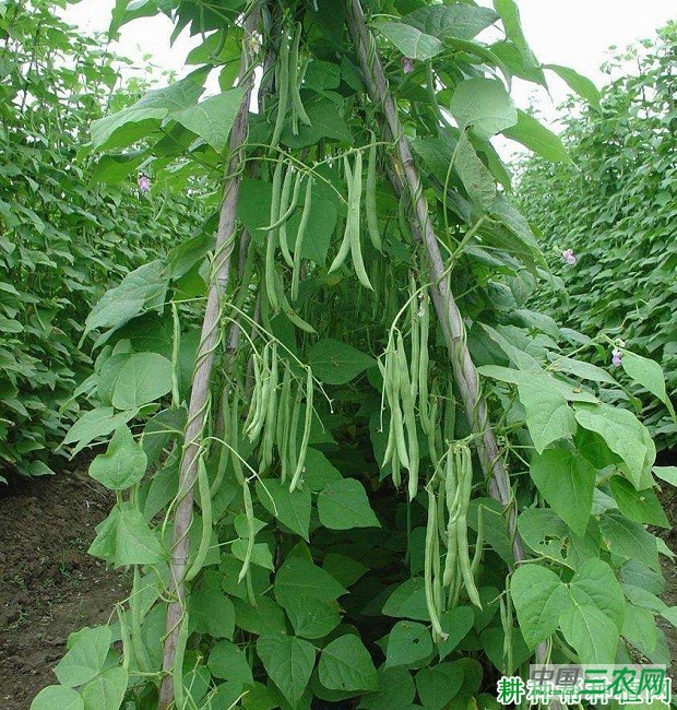 四季豆（菜豆）什么时候采收？