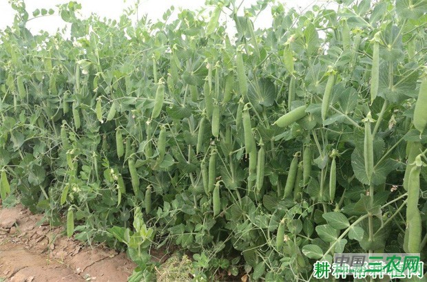 豌豆有什么用处? 豌豆有什么用处?