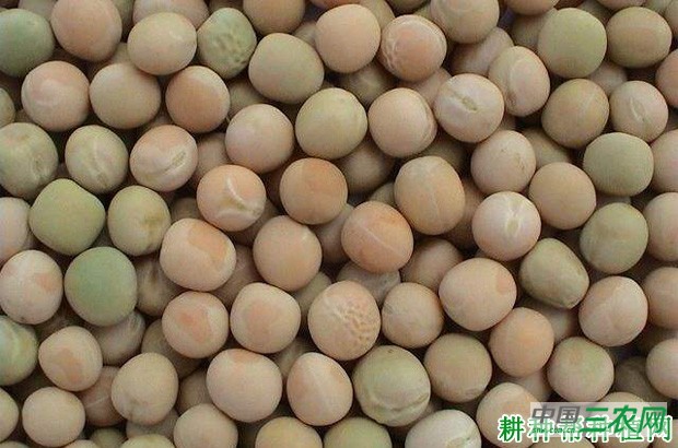 豌豆有什么用处? 豌豆有什么用处?