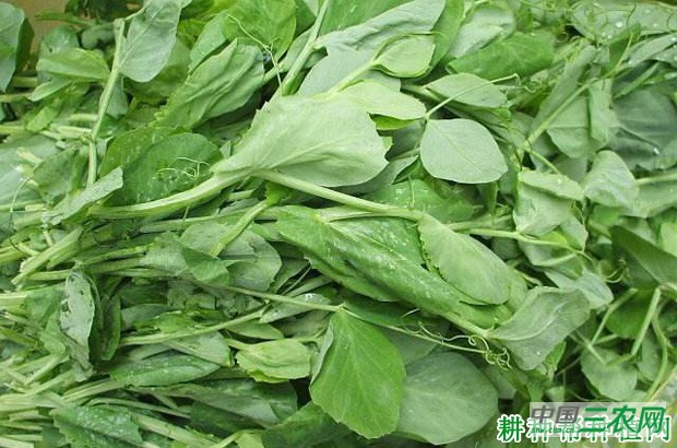 豌豆有什么用处? 豌豆有什么用处?