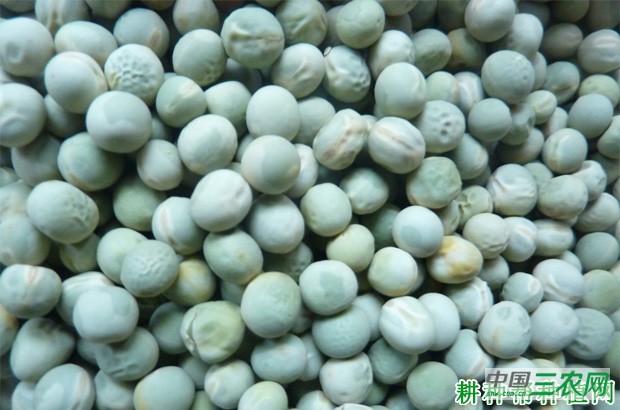 豌豆（荷兰豆）的生长过程是怎么样？