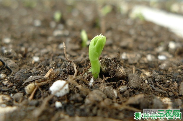 豌豆（荷兰豆）的生长过程是怎么样？