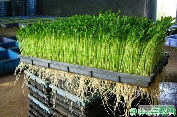 豌豆有什么营养？