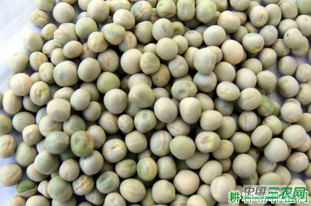豌豆有什么营养？