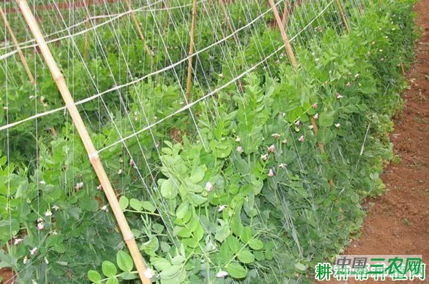 豌豆有什么营养？