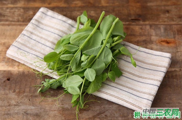 豌豆有什么营养？