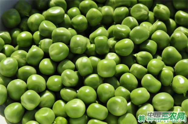 豌豆有什么营养？