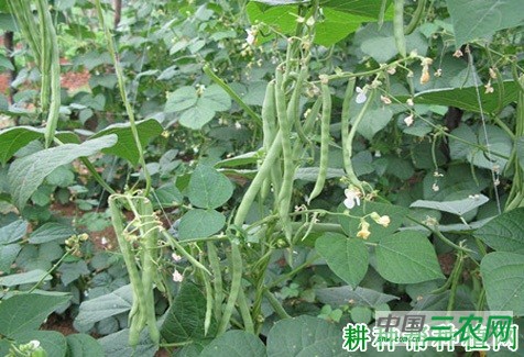 四季豆(菜豆)落花落荚如何防治? 四季豆(菜豆)落花落荚如何防治?