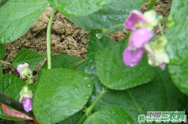 四季豆(菜豆)落花落荚如何防治? 四季豆(菜豆)落花落荚如何防治?