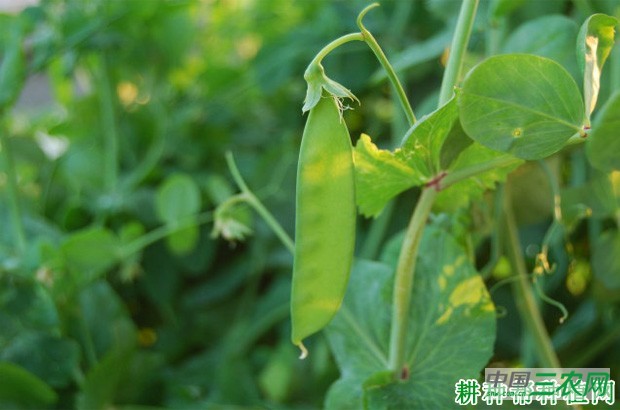 豌豆(荷兰豆)的豆荚和种子有什么特点? 豌豆(荷兰豆)的豆荚和种子有什么特点?