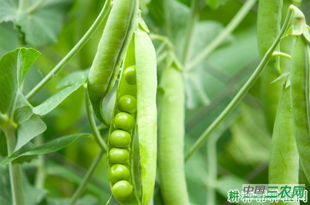 豌豆(荷兰豆)的豆荚和种子有什么特点? 豌豆(荷兰豆)的豆荚和种子有什么特点?