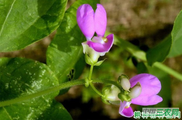 种植四季豆（菜豆）如何浇水？