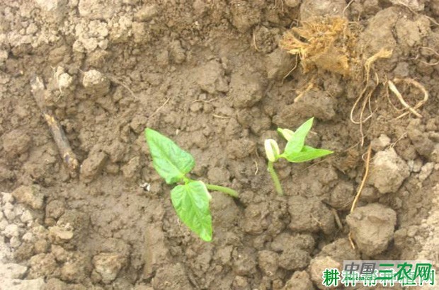 种植四季豆（菜豆）如何浇水？