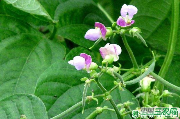 种植四季豆（菜豆）如何浇水？