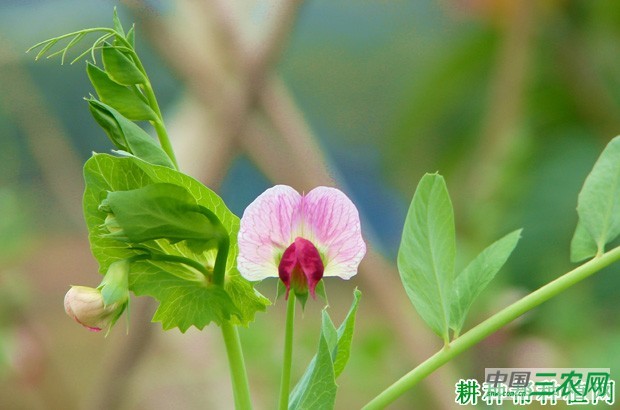 豌豆（荷兰豆）开花有什么特点？