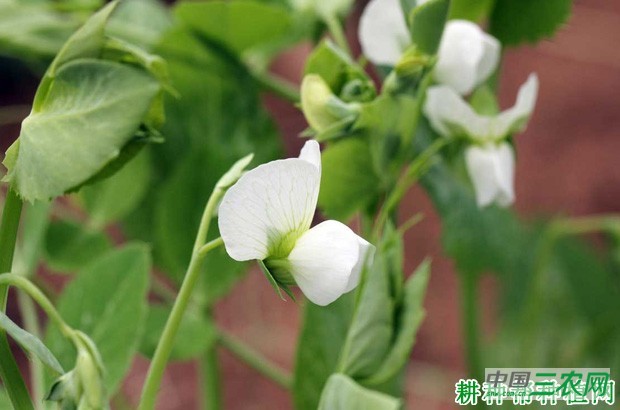 豌豆（荷兰豆）开花有什么特点？
