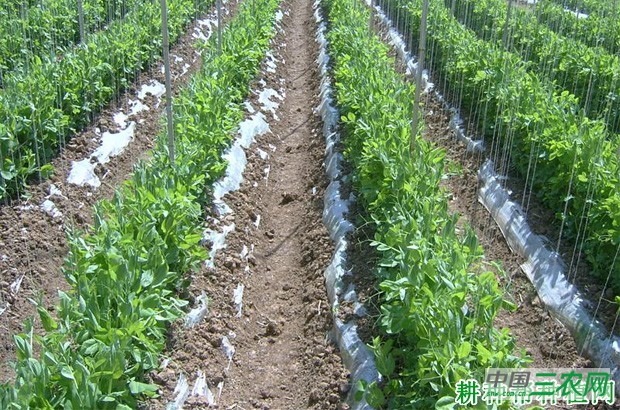 种植豌豆（荷兰豆）需要多少种子？