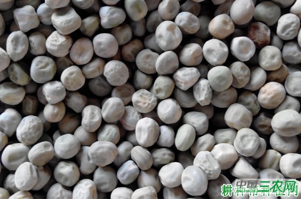 种植豌豆（荷兰豆）需要多少种子？