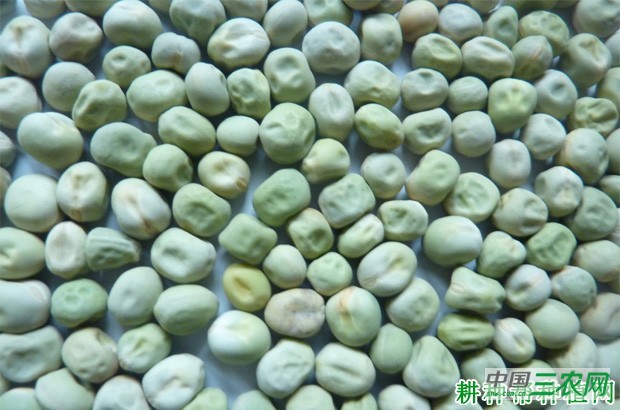 叶用豌豆（荷兰豆）如何种植？