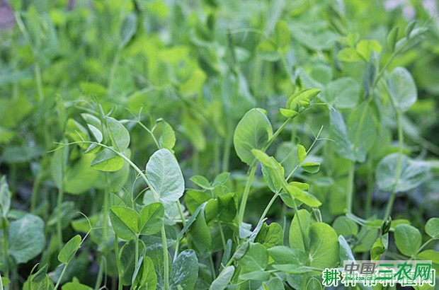 叶用豌豆（荷兰豆）如何种植？