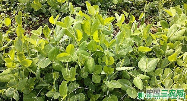 叶用豌豆（荷兰豆）如何种植？