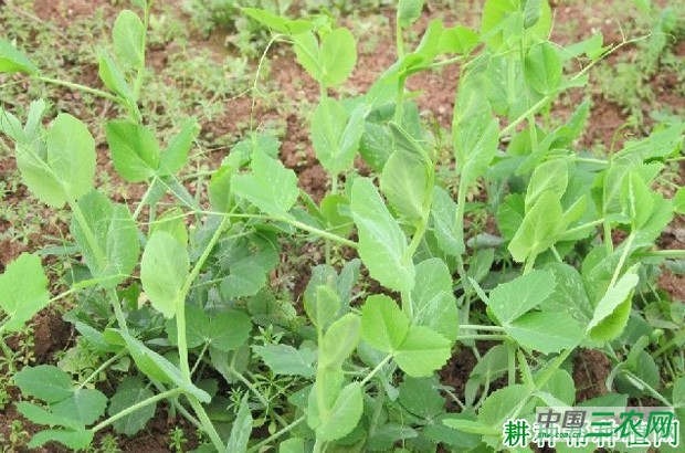 叶用豌豆（荷兰豆）如何种植？