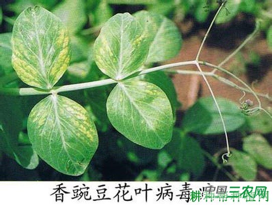 荚用豌豆(荷兰豆)如何种植? 荚用豌豆(荷兰豆)如何种植?