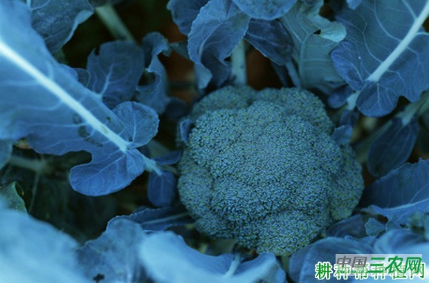 西兰花（青花菜）的主要产地是哪？