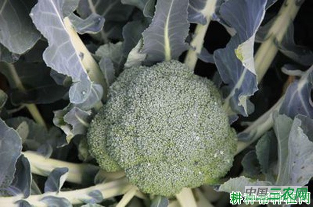 西兰花（青花菜）的主要产地是哪？