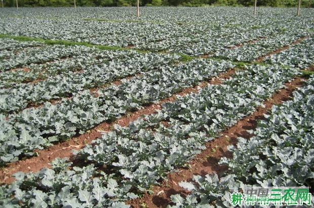 西兰花（青花菜）的主要产地是哪？