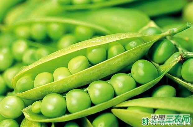粒用豌豆(荷兰豆)如何种植? 粒用豌豆(荷兰豆)如何种植?