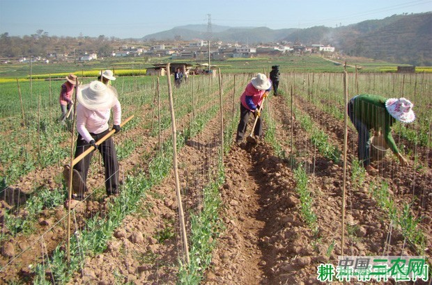 粒用豌豆(荷兰豆)如何种植? 粒用豌豆(荷兰豆)如何种植?