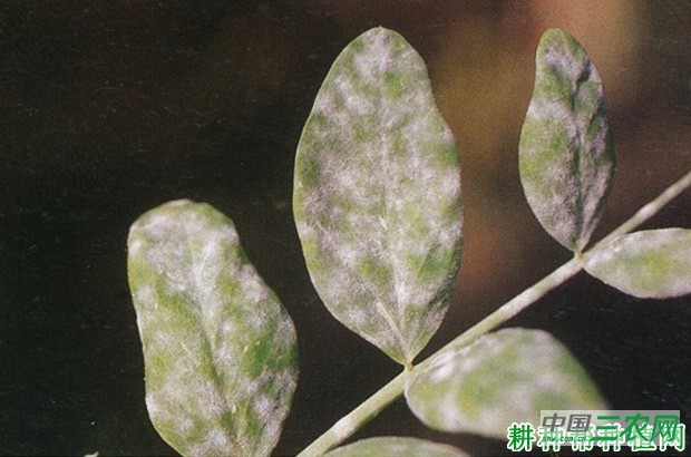 粒用豌豆(荷兰豆)如何种植? 粒用豌豆(荷兰豆)如何种植?