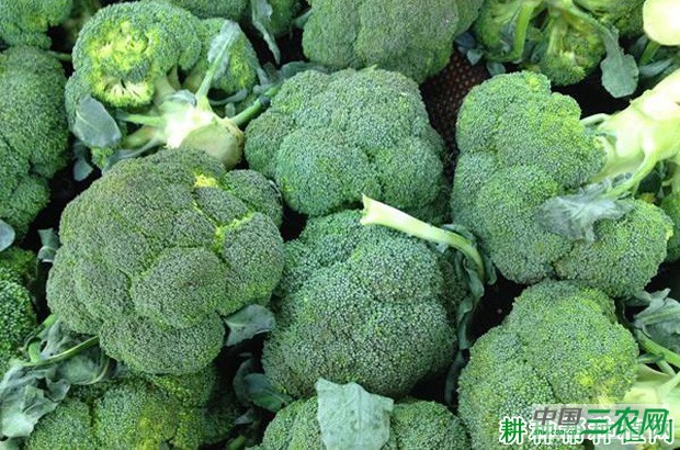 西兰花（青花菜）变黄还能吃吗？