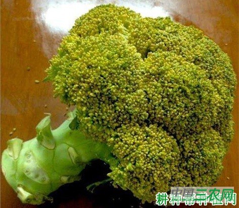 西兰花（青花菜）变黄还能吃吗？
