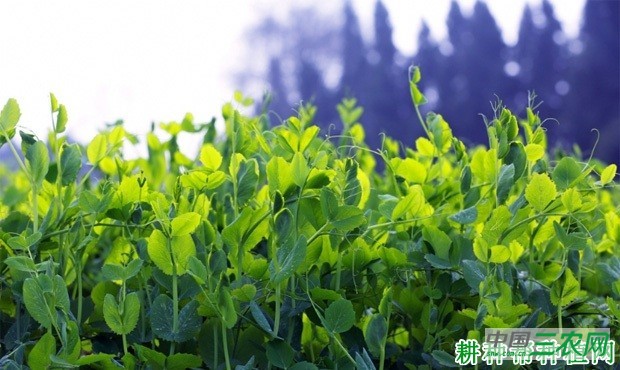 豌豆（荷兰豆）什么时候可以采摘？