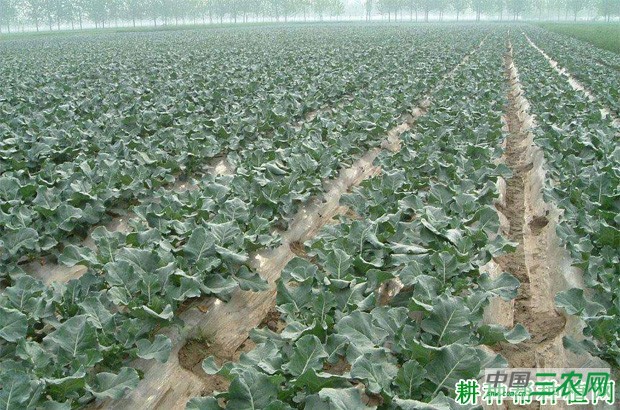 春季露地西兰花（青花菜）如何种植？