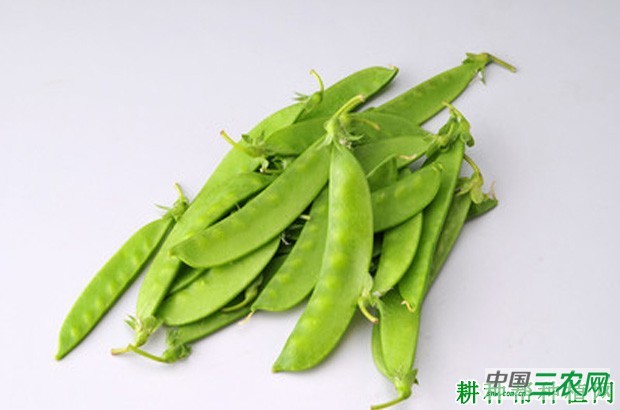 软荚豌豆（荷兰豆）什么时候采摘好？
