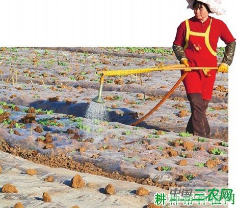 种植西兰花（青花菜）如何浇水？